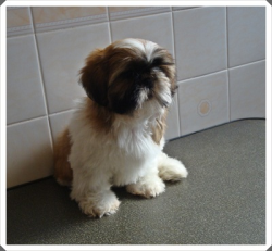 Shih tzu femeas disponíveis para venda